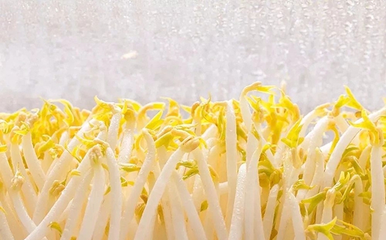 不要把豆芽直接放冰箱了，簡單一招，存放豆芽