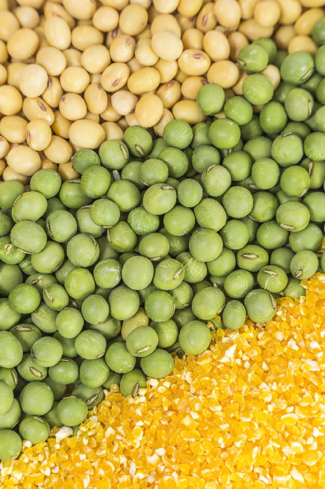 國慶獻禮|金豆子以品牌之力激活芽苗菜價值，用實績獻禮家國華誕